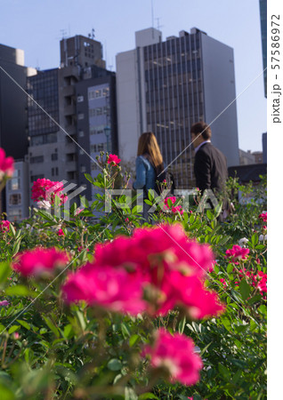 バラ 花 オルレアンローズ 植物の写真素材