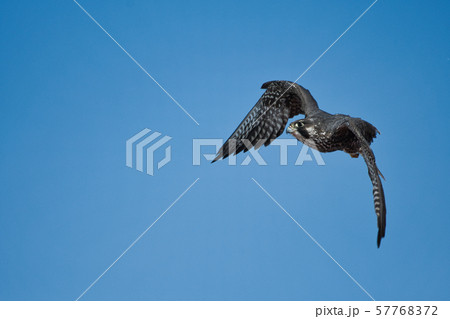 ハヤブサ 自然 鳥 かっこいいの写真素材