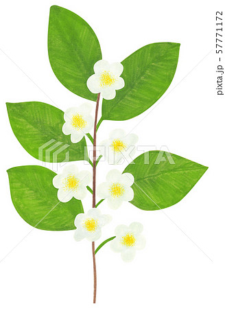 マタタビ 花の写真素材