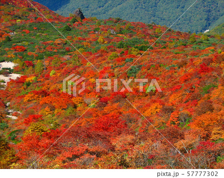 色鮮やかな紅葉のイメージ【栃木・那須 姥ヶ平】