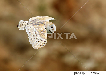 フクロウ 羽の写真素材 - PIXTA