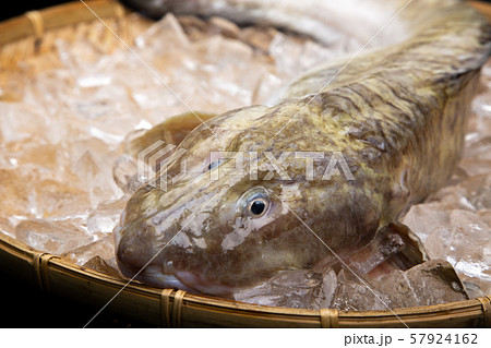 魚 ババア 田中玄華 ばばちゃんの写真素材