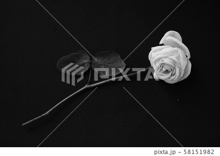 薔薇 モノクロ 一輪 白黒の写真素材