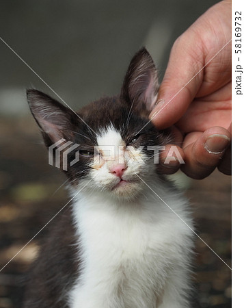 なつく 猫の写真素材