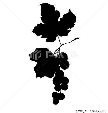 ぶどう 葡萄 ブドウ シルエットの写真素材
