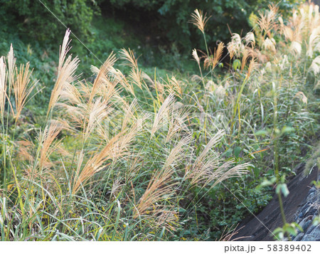 枯尾花 山野草 枯れ尾花の写真素材