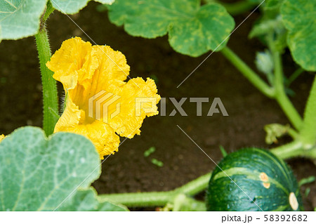 カボチャの花 黄花 花 ウリ科の写真素材