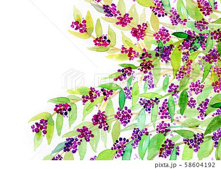 紫式部 花のイラスト素材