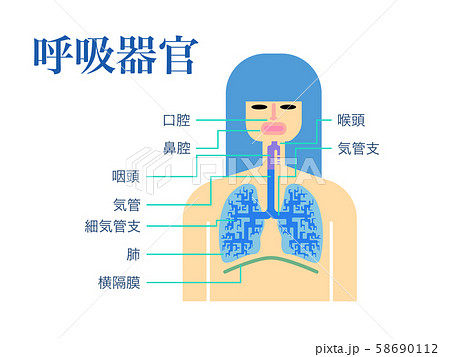 細気管支のイラスト素材