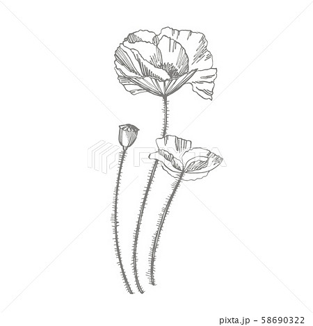 花 ポピー モノクロ 白黒のイラスト素材