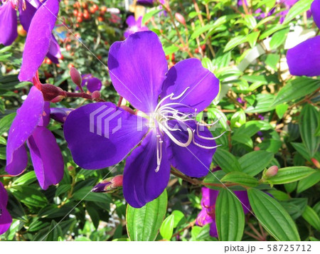 紫紺野牡丹 シコンノボタン コートダジュール 花の写真素材