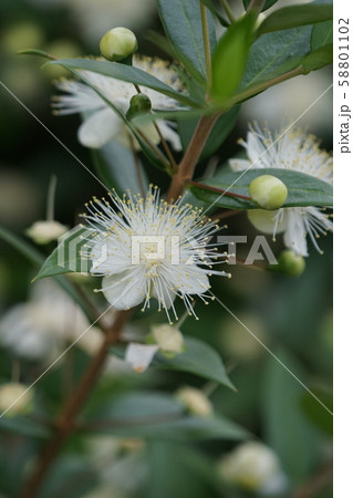 姫銀梅花の写真素材