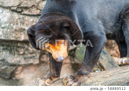 マレーグマ 野生動物の写真素材