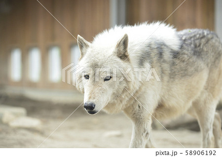 オオカミ 狼 の写真素材集 ピクスタ