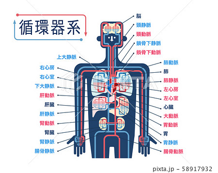 内臓 図 名称 人体図のイラスト素材