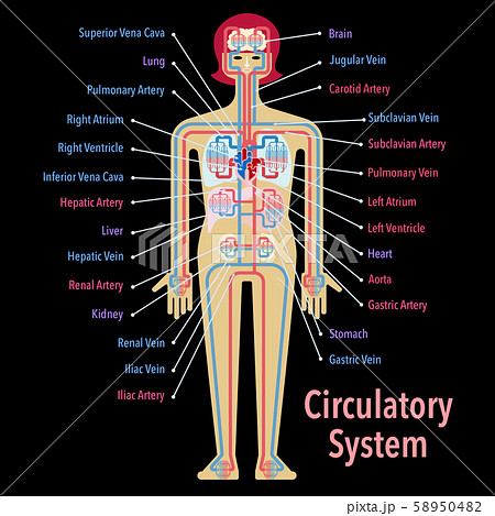 人体 動脈 血管 解剖図のイラスト素材