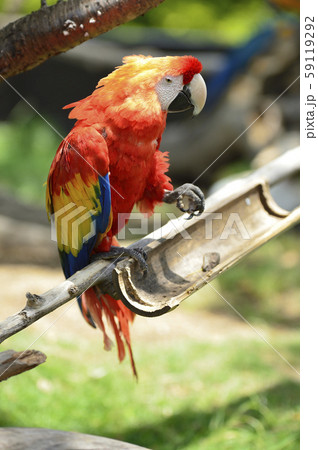 赤いオウムの写真素材