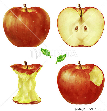 りんごの芯のイラスト素材
