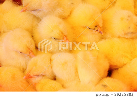 ひな祭り♡仲良しひよこ 和風 ひよこ ひな 雛鳥イラスト - No: 609651｜無料イラスト・フリー