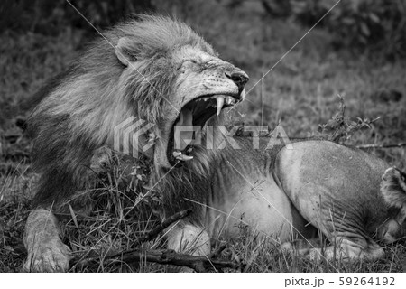ライオン 雄ライオン モノクロ 白黒の写真素材