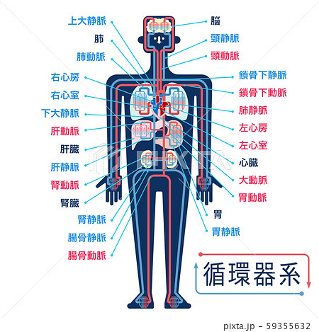 循環器系のイラスト素材