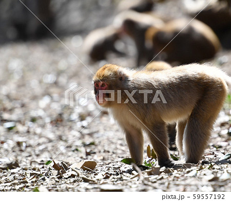 猿 日本猿 威嚇 動物の写真素材