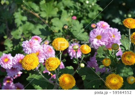 花 菊 ポンポン菊 丸い菊の写真素材