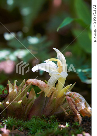 ミョウガの花の写真素材
