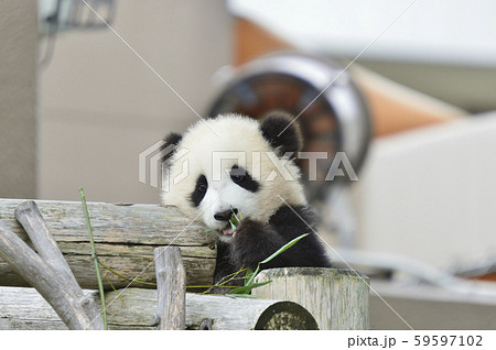 赤ちゃんパンダの写真素材