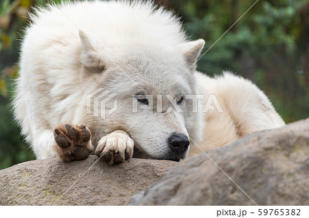 白い狼の写真素材