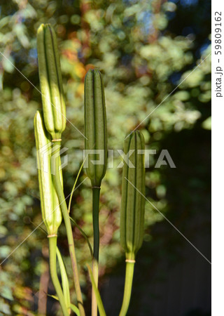 テッポウユリ ユリ 種子 種の写真素材