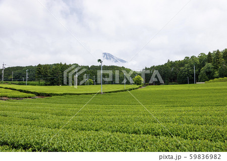 大渕笹場の写真素材