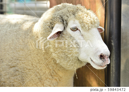 羊の写真素材