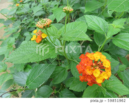 小さい紫陽花みたいな花の写真素材