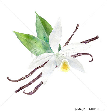 バニラのイラスト素材