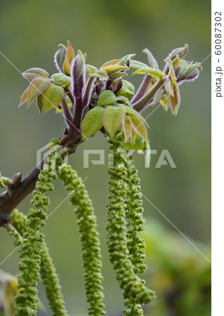 雌花 胡桃 花 樹木の写真素材