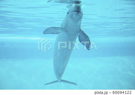 スナメリ 哺乳類 海の動物 イルカの写真素材