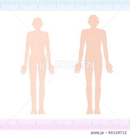 背面図 人体図 後ろの写真素材