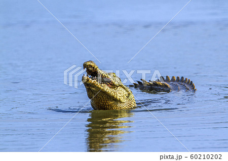 ワニ 食事をする 食事 食べるの写真素材
