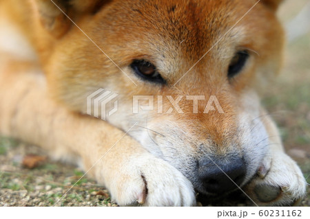 犬 柴犬 顔 アップの写真素材