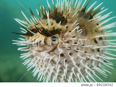 フグ ハリセンボン トゲトゲ 魚類の写真素材