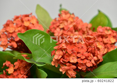 サンダンカ 三段花の写真素材 - PIXTA