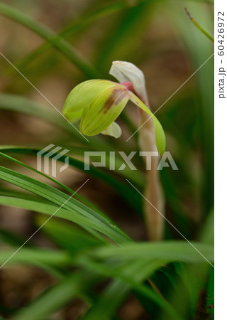 ジジババ 花の写真素材