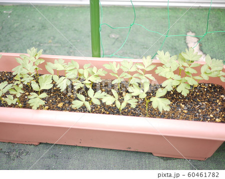 ゴーヤの苗の写真素材