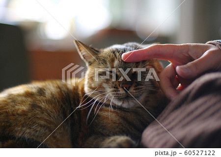 猫 撫でる 膝の写真素材