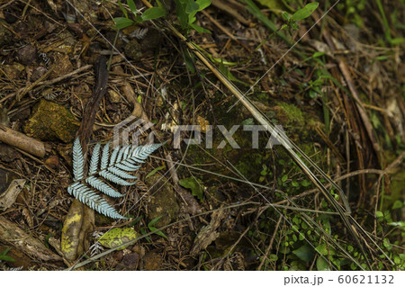 シルバー ファーン シダ 植物 ニュージーランドの写真素材