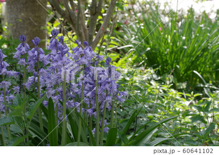 イングリッシュ ブルーベルの写真素材