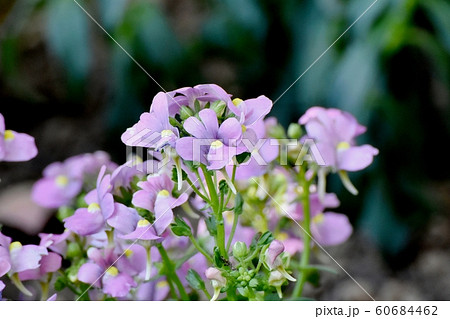 アフリカウンラン属の写真素材