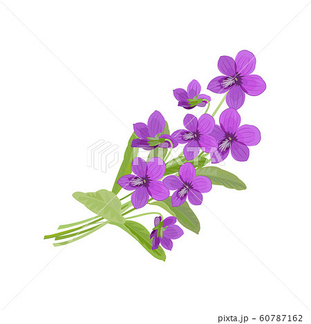 Violets Illustrations