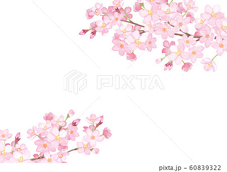 桜 花 春 水彩のイラスト素材